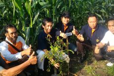 Perhutani Tanam 5.000 Bibit untuk Dongkrak Produksi Minyak Kayu Putih