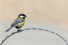 Apa Dampak Radiasi pada Burung Pengicau di Chernobyl?