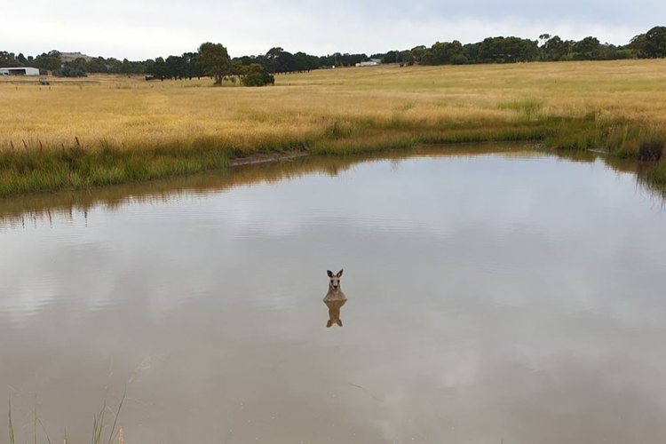 Kanguru melompat ke air untuk melarikan diri dari anjing atau dingo 