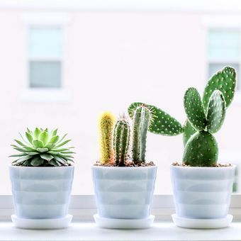 Salah satu tanaman indoor yang cocok untuk penderita asma adalah kaktus.