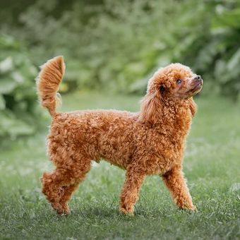 Ilustrasi anjing - Ras anjing pudel jenis Miniature Poodle.