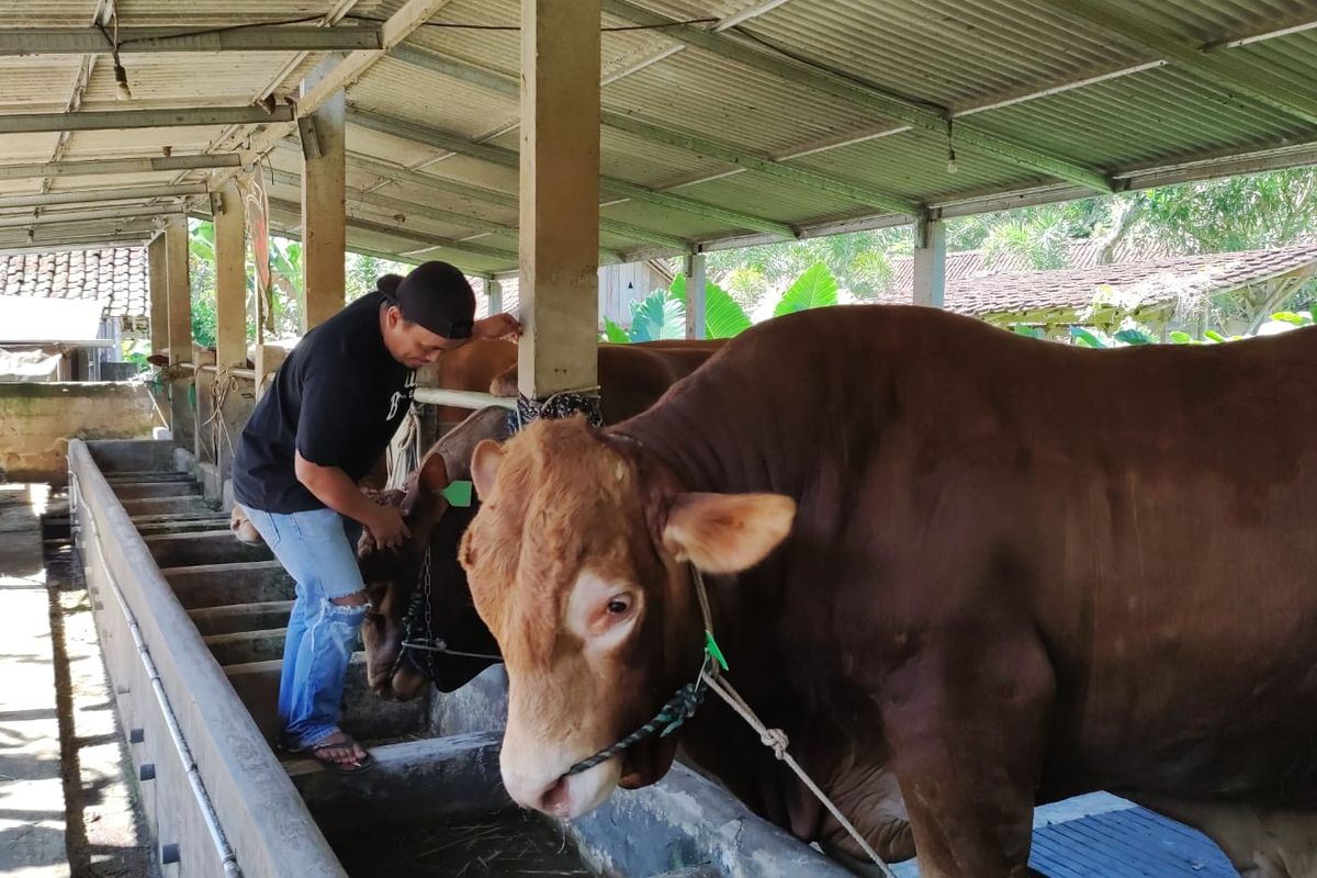 Tak terdampak PMK, peternak di Kabupaten Semarang mampu jual ratusan sapi jumbo ke luar daerah.