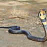 Serupa tapi Tak Sama, Ini Bedanya King Cobra Vs Cobra