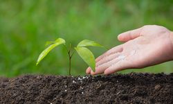 Urine Manusia Bisa Jadi Solusi Pupuk Ramah Lingkungan