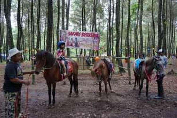 Wisata berkuda di hutan pinus Songgon Banyuwangi, Jawa Timur.