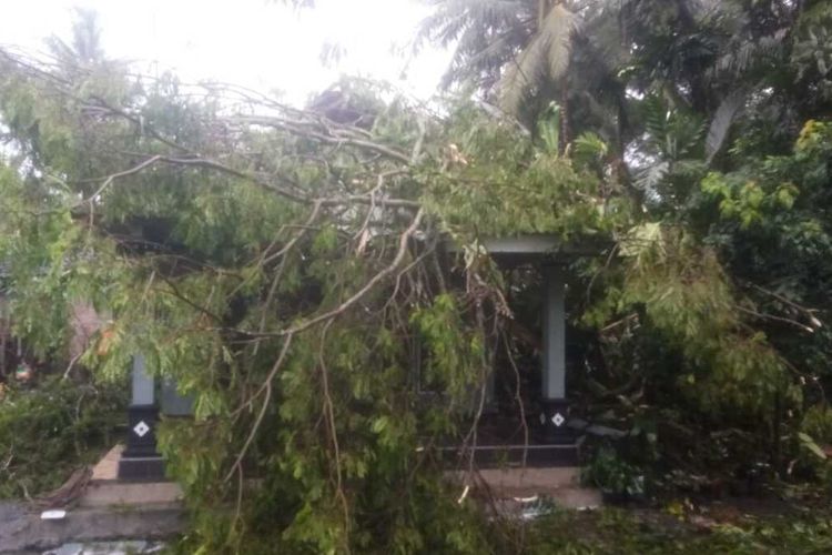 (DIY – KULON PROGO)20230215K71-12: Pohon Tumbang di Hujan Deras dan Angin Kencang, Tujuh Rumah Rusak Tertimpa Pohon, Satu Tewas