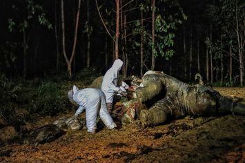Gajah Sedang Hamil Ditemukan Mati di Riau