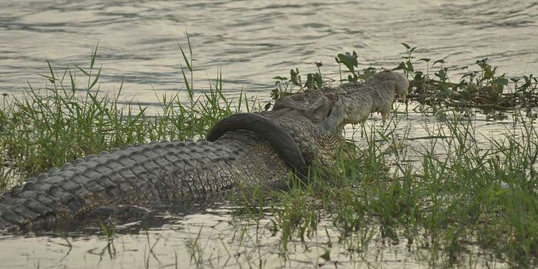 Buaya 2,5 Meter Di Angkut Menggunakan Sepeda Motor