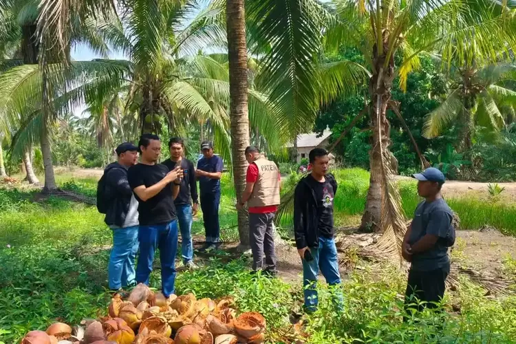 Oknum Polisi Diduga Bekingi Pencurian Kelapa di Banyuasin, Kerugian Diklaim Rp 60 Juta