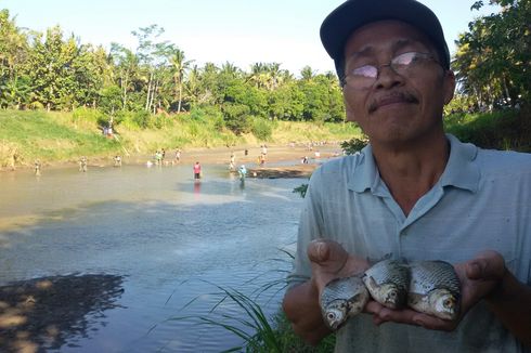 Mengering, Ratusan Warga Kulon Progo Tangkap Ikan di Sungai
