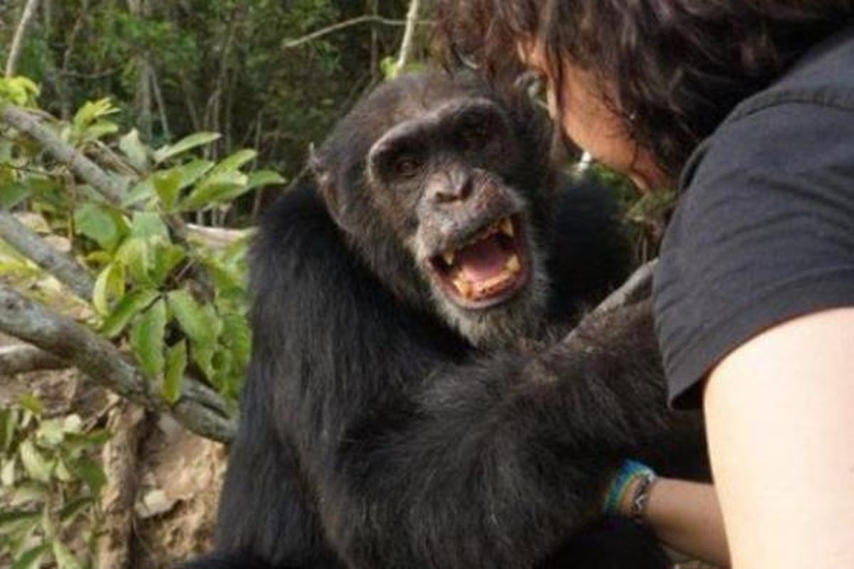 Ponso, simpanse berusia 40 tahun ini, terlihat gembira saat kedatangan tamu. Kebahagiannya nampak nyata setelah selama tiga tahun terakhir dia hidup sendiri terisolasi di sebuah pulau di lepas pantai Liberia, Afrika Barat.