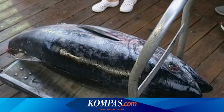 Ikan Berlemak Bermanfaat Untuk Kesehatan Ginjal, Apa Saja Jenisnya?