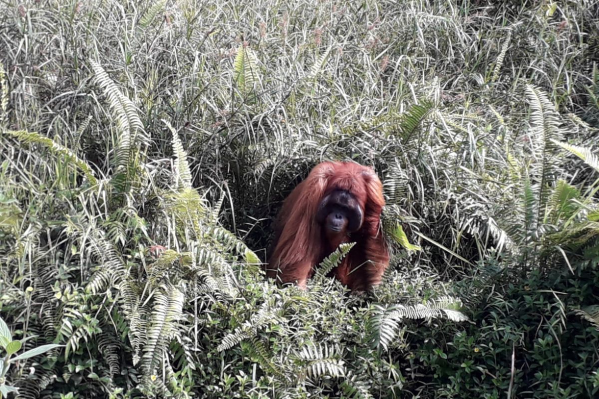 Seekor orangutan di lingkungan hutan konservasi Samboja, Kalimantan Timur, Jumat (31/8/2018).