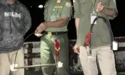 2 Nuri Maluku Diamankan dari Kapal di Banda, BKSDA Perketat Pengawasan Jalur Laut