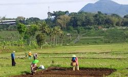 Lahan Rawa Jadi Solusi Kementan Hadapi Kemarau Panjang