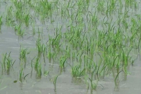 Lama Terendam Banjir, 2.708 Hektar Sawah di Kudus Terancam Gagal Panen