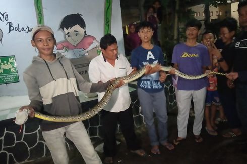 Warga Kampung Mampangan Depok Temukan Ular Sanca 3 Meter di Bantaran Kali