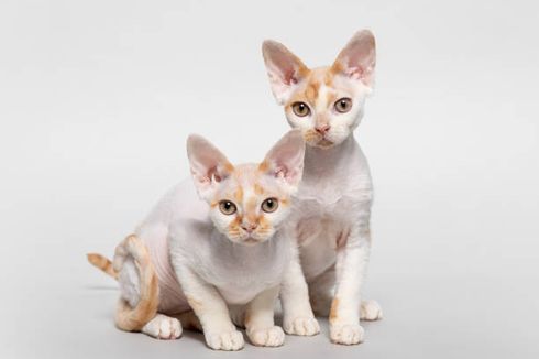 Mengenal Ras Kucing Devon Rex, Karakteristik dan Cara Perawatannya
