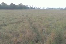 Kekeringan Landa Hampir 1.000 Hektar Sawah di Karawang, Ancam Produksi Beras