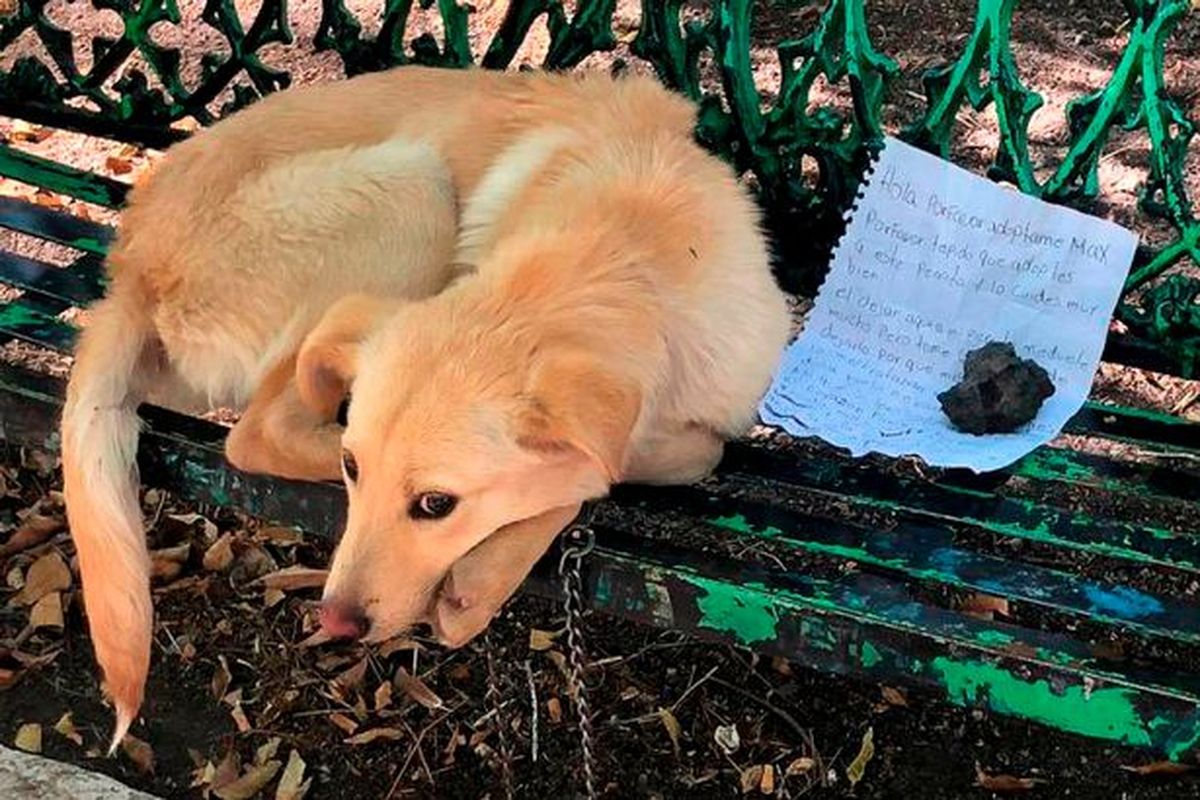 Max, anak anjing yang ditinggalkan di bangku taman Mexico City dengan catatan memilukan.