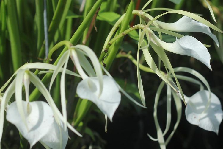 Ilustrasi bunga anggrek brassavola.