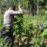 Kisah Polisi di Perbatasan RI-Timor Leste, Olah Lahan Tidur untuk Tanaman Tomat