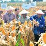 Ekspor Jagung, Tinggal 
