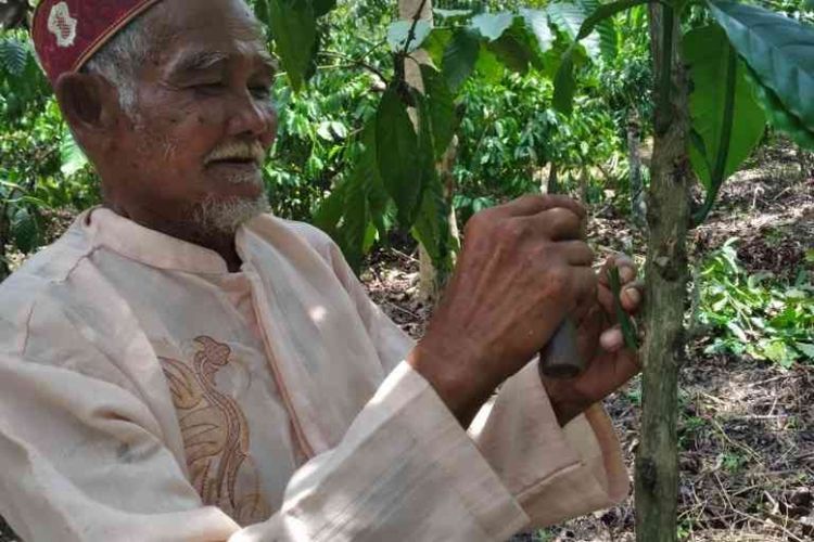 Abah Romli, petani Bukit Jambi yang sangat lincah dan cermat dalam melakukan grafting kopi di kebun