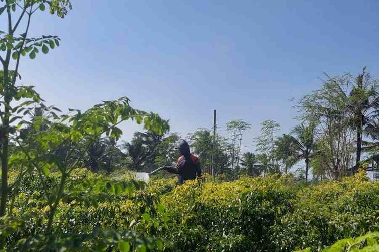 Tanah berpasir diolah menjadi lahan pertanian di Kulonprogo, Yogyakarta.