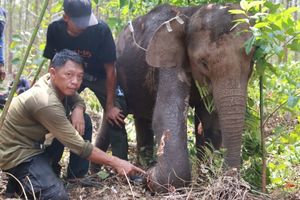 Anak Gajah Ditemukan Terluka Parah Akibat Jerat di Areal HTI Kawasan TNTN di Riau