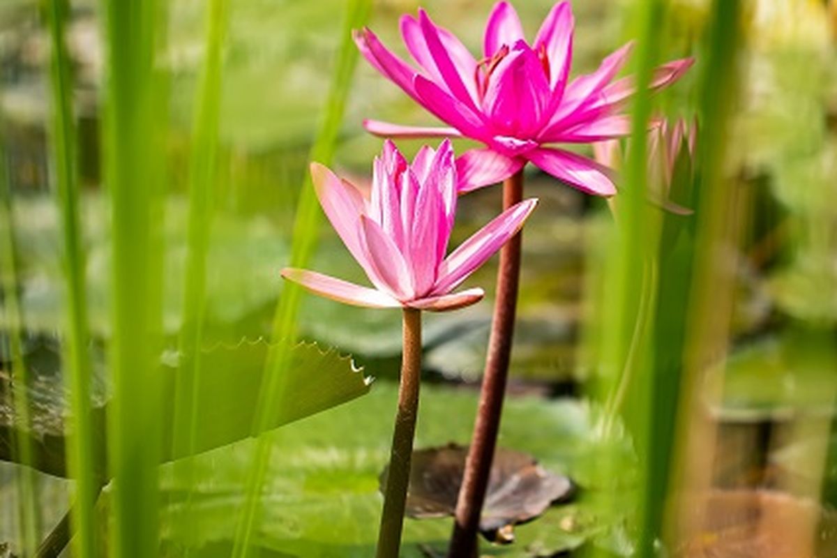 Bunga lotus