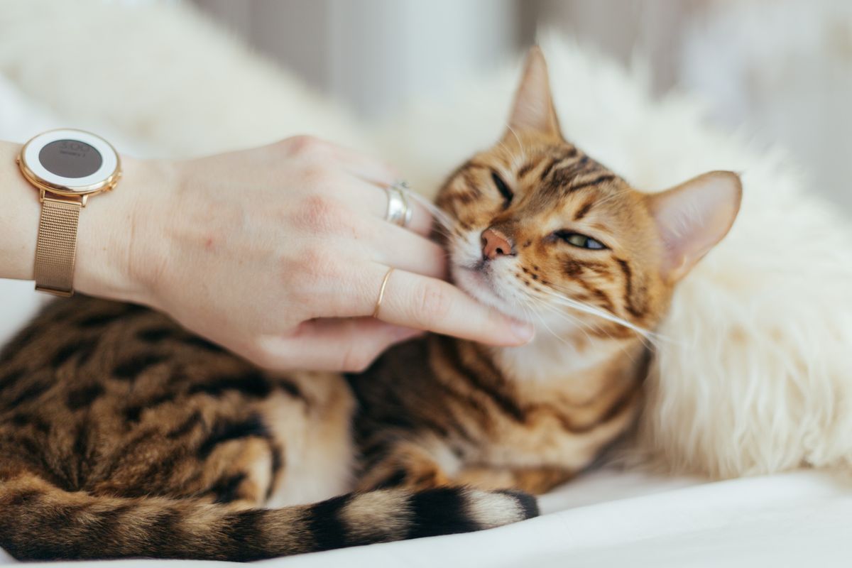 Kucing hamil akan lebih manja daripada sebelumnya