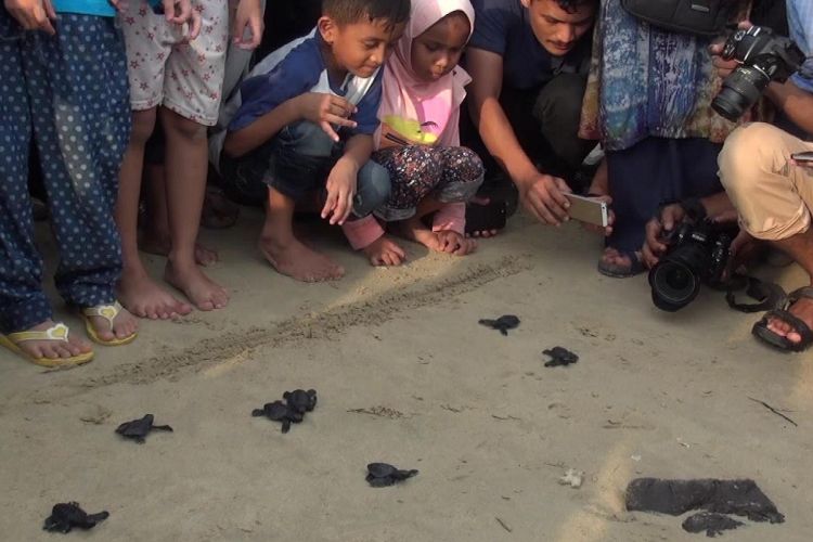 Sebanyak 40 ekor anak penyu (tukik) lekang atau Lepidochelys olivacea dilepas ke laut oleh Komunitas Pencinta Ekosistem Laut di kawasan Pantai Kuala Cut, Lampuuk Aceh Besar. Telur-telur ini menetas setelah melalui proses penetasan selama 50 hari.