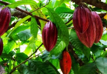 Menjaga Denyut Kakao Sulawesi