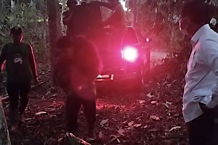 Kawasan Hutan Terbakar, 11 Orangutan Yatim Piatu di Kukar Dievakuasi ke Kandang untuk Observasi