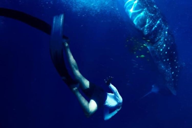 Saat wisatawan berenang bersama spesies hiu paus di Teluk Saleh Desa Labuhan Jambu 