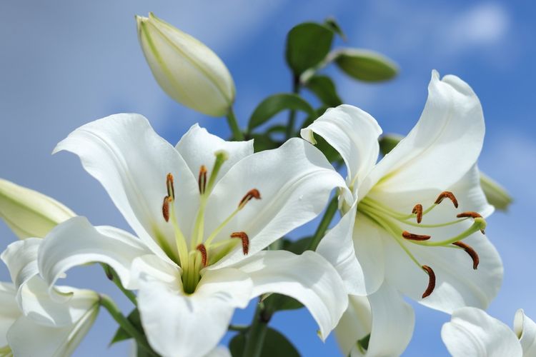 Ilustrasi bunga easter lily putih.