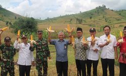 Upaya Kementan Atasi Anjloknya Harga Jual Jagung