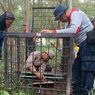 Second Indonesia Tiger Attack in Days, Hunt Ongoing