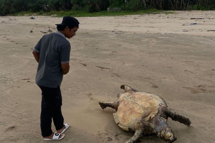 Penyu yang mati terdampar di pesisir Pantai Pancer Banyuwangi.