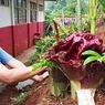 Bunga Bangkai Bermekaran Dalam Halaman Sekolah di Cianjur