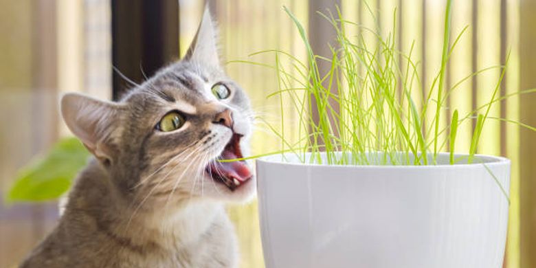 Ilustrasi kucing makan tanaman.