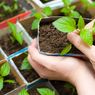 6 Jenis Tanaman yang Dapat Ditanam di Ruangan Kecil