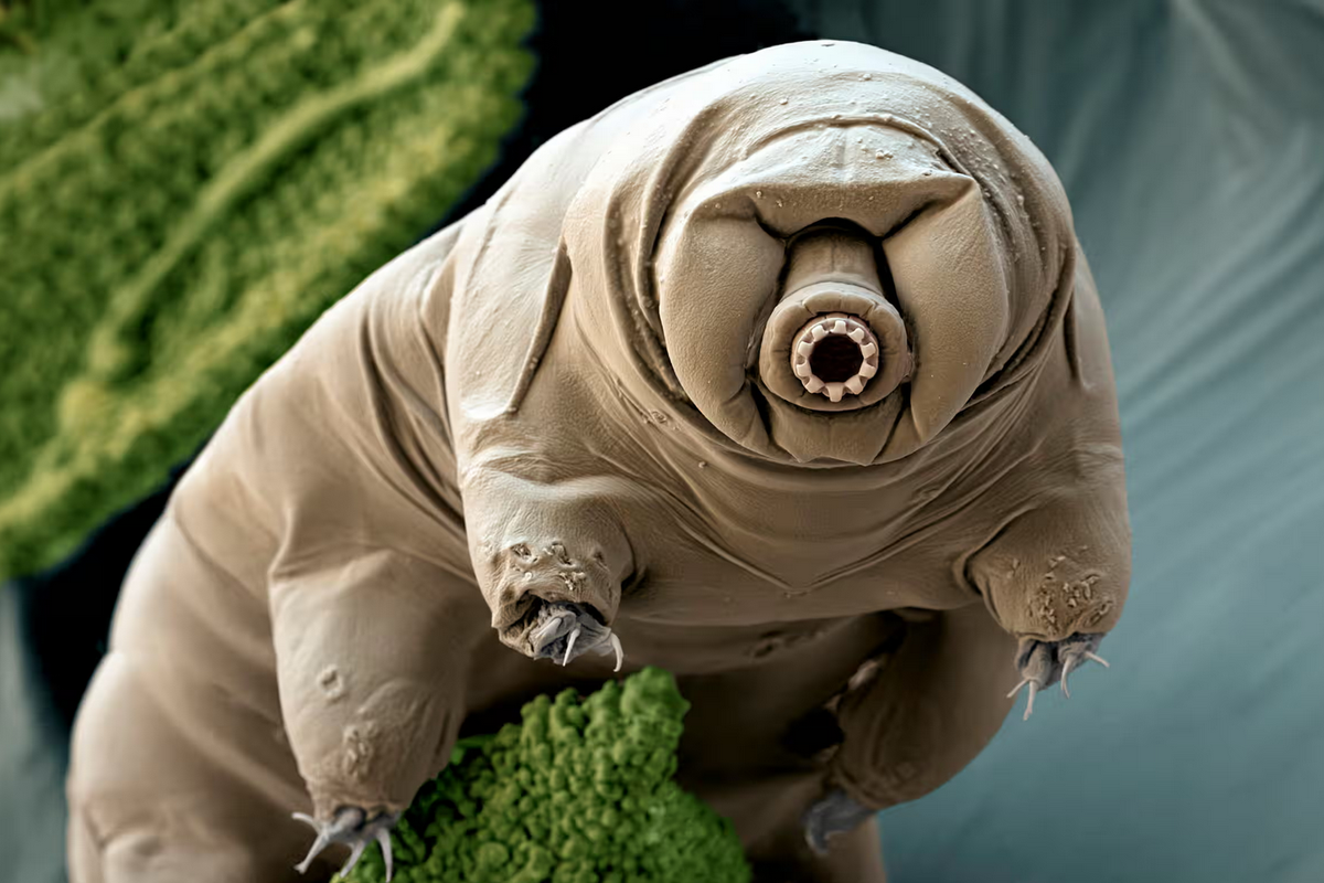 Ilustrasi tardigrade