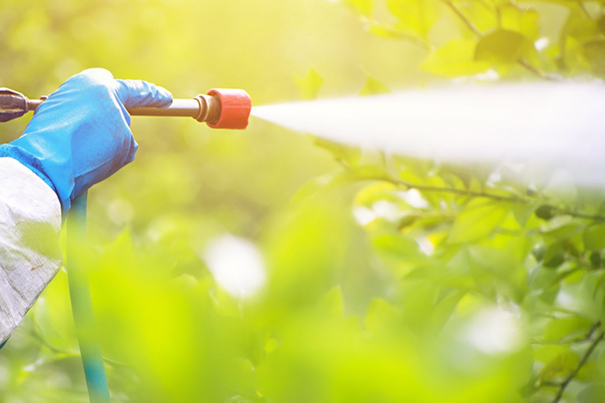 Ilustrasi menyemprotkan pestisida ke tanaman. 
