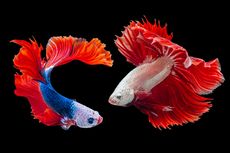 5 Ikan Cupang Berekor Indah untuk Mempercantik Akuarium 