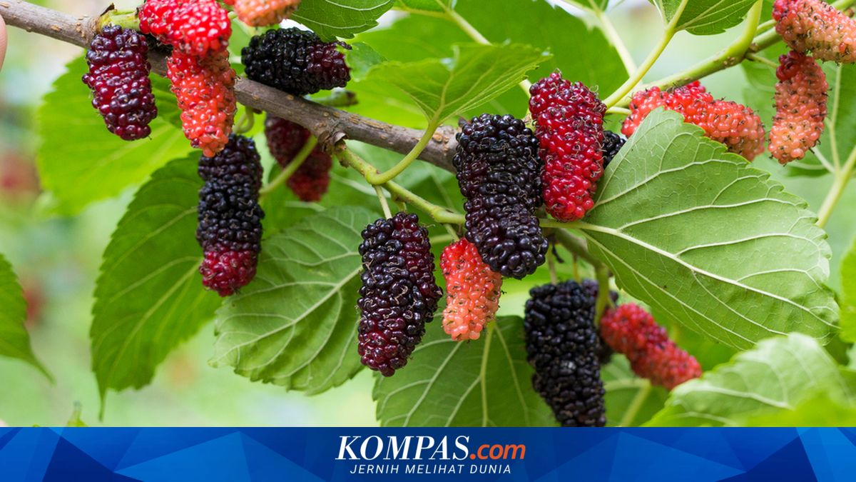 Cara Menanam Pohon Murbei di Halaman Rumah hingga Berbuah