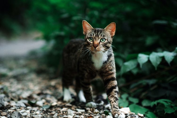 Mengapa kucing dapat mengingat jalan pulang saat pergi jauh?