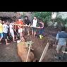 Dramatis, Damkar Situbondo Evakuasi Sapi Hamil yang Terjatuh ke Septic Tank Sedalam 2 Meter