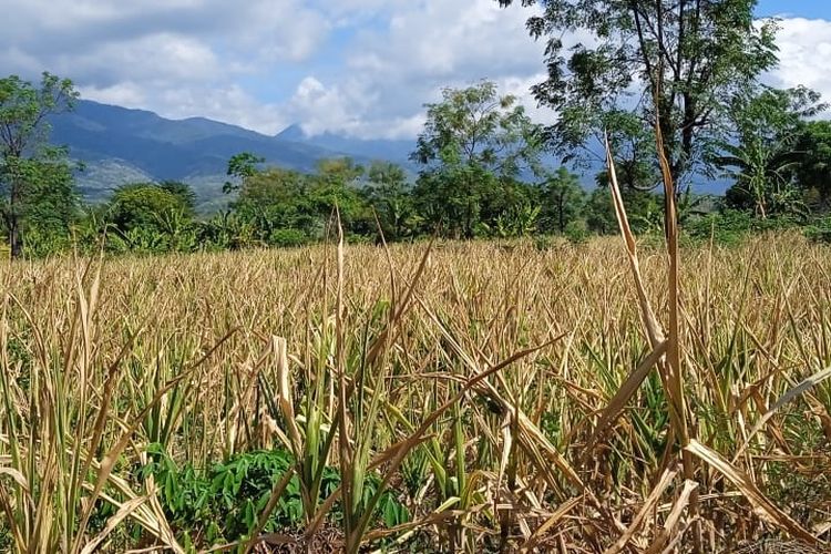 Jagung milik petani di Desa Compang Ndejing, Kecamatan Rana Mese, Kabupaten Manggarai Timur, NTT, gagal panen akibat kekeringan berkepanjangan.